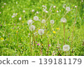 Field of spring 139181179