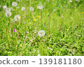 Dandelion's fluff 139181180