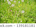 Field of spring 139181181