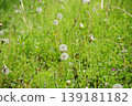 Field of spring 139181182
