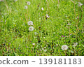 Field of spring 139181183