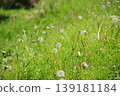Dandelion's fluff 139181184