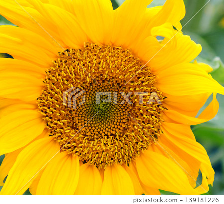 Close up view of the yellow sunflower. Summer background. Close up view of the yellow sunflower. Summer background. 139181226