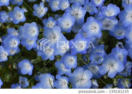 藍色粉蝶 藍色粉蝶 139181235