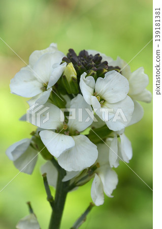 Closeup on a white flowering English Wallflower, Erysimum cheiri in the garden 139181381