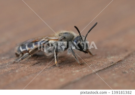 Closeup on a cute female red-bellied miner mining bee, Andrena ventralis posing on wood 139181382