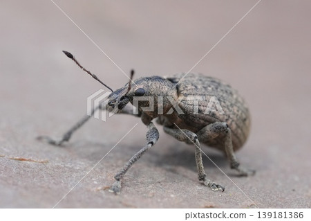 Close-up shot of a plant parasite Checkered beetle weevil, Liophloeus tessulatus on a wooden surface Close-up shot of a plant parasite Checkered beetle weevil, Liophloeus tessulatus on a wooden surface 139181386