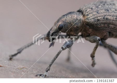 Close-up shot of a plant parasite Checkered beetle weevil, Liophloeus tessulatus on a wooden surface Close-up shot of a plant parasite Checkered beetle weevil, Liophloeus tessulatus on a wooden surface 139181387