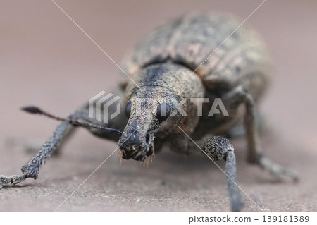 Close-up shot of a plant parasite Checkered beetle weevil, Liophloeus tessulatus on a wooden surface Close-up shot of a plant parasite Checkered beetle weevil, Liophloeus tessulatus on a wooden surface 139181389