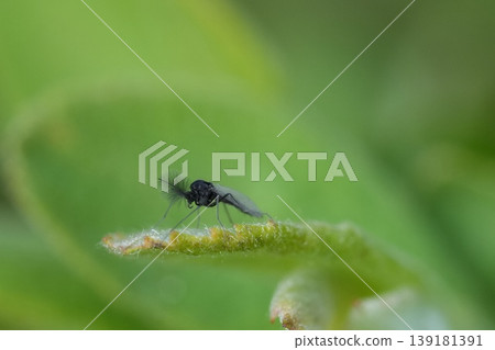 Closeup on a micro miniature musketoo species Chironomidae sitting on a green leaf in the garden 139181391