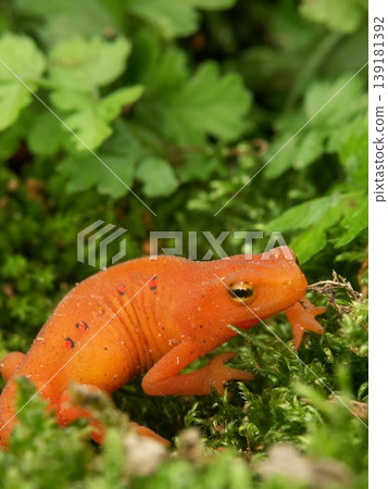 Closeup on a colorful red eft stage juvenile Red-spotted newt Notophthalmus viridescens Closeup on a colorful red eft stage juvenile Red-spotted newt Notophthalmus viridescens 139181392