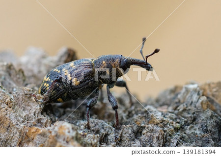 Closeup of the colorful large pine weevil, Hylobius abietis, a major pest of coniferous trees Closeup of the colorful large pine weevil, Hylobius abietis, a major pest of coniferous trees 139181394