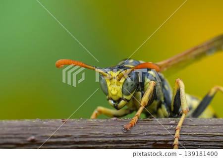 Wasp Perch on Green Buds in Natural Habitat, Details of Insect, Nature Close-Up Focus, Summer Outdoors Photography Wasp Perch on Green Buds in Natural Habitat, Details of Insect, Nature Close-Up Focus, Summer Outdoors Photography 139181400