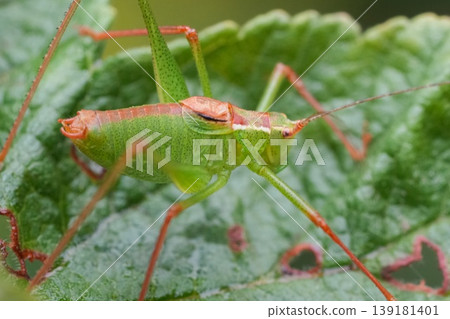 Closeup on a male speckled bush cricket , Leptophyes punctatissima sitting on a green leaf Closeup on a male speckled bush cricket , Leptophyes punctatissima sitting on a green leaf 139181401