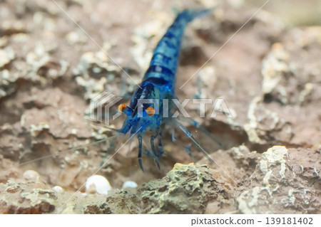 Close Up of a Vibrant Blue Shrimp with Orange Eyes on a Textured Background, Capture Aquatic Beauty Close Up of a Vibrant Blue Shrimp with Orange Eyes on a Textured Background, Capture Aquatic Beauty 139181402