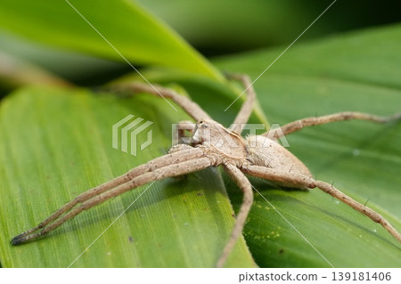 Closeup on a nursery web spider , Pisaura mirabilis sitting on a green bamboo leaf in the garden Closeup on a nursery web spider , Pisaura mirabilis sitting on a green bamboo leaf in the garden 139181406