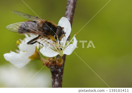 Closeup on a Tapered drone fly , Eristalis pertinax, in the springtime feeding on white flowering Blackthorn shrub, Prunus spinosa Closeup on a Tapered drone fly , Eristalis pertinax, in the springtime feeding on white flowering Blackthorn shrub, Prunus spinosa 139181411