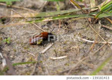 Closeup on a colorful hairy female Tawny mining bee , Andrena fulva sitting on sandy soil searching for her nest Closeup on a colorful hairy female Tawny mining bee , Andrena fulva sitting on sandy soil searching for her nest 139181413