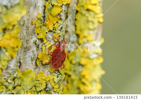 Closeup on a vibrant velvet red colored Prostigmatid mite or rain bug arachnid, Trombidiidae on a lichen covered tree trunk Closeup on a vibrant velvet red colored Prostigmatid mite or rain bug arachnid, Trombidiidae on a lichen covered tree trunk 139181415