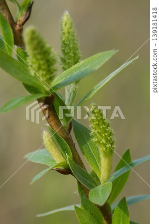 Fresh Green Buds and Vibrant Leaves Emerge on a Branch, Symbolizing Spring Growth and New Beginnings Fresh Green Buds and Vibrant Leaves Emerge on a Branch, Symbolizing Spring Growth and New Beginnings 139181418