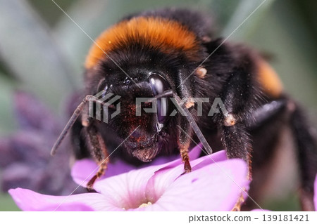 Closeup on a queen large earth bumblebee, Bombus terrestris feeding on a purple Wallflower, Erysimum cheiri in the garden 139181421
