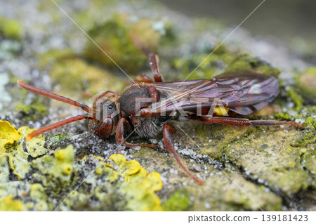 Extreme detailed closeup on a colorful cleptoparasite Nomad bee, Nomada 139181423