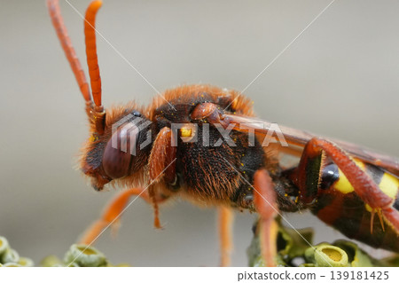Closeup on a vibrant red female Lathbury nomad bee, Nomada lathburiana 139181425