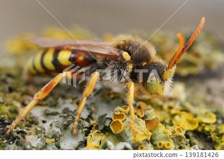 Extreme closeup on a vibrant yellow male Lathbury nomad bee, Nomada lathburiana 139181426