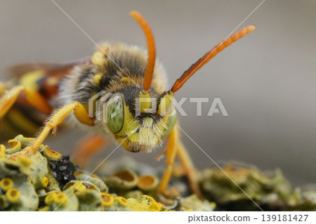 Extreme closeup on a vibrant yellow male Lathbury nomad bee, Nomada lathburiana 139181427