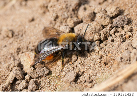 Closeup on an early active European female Clarke mining bee, Andrena clarkella Closeup on an early active European female Clarke mining bee, Andrena clarkella 139181428