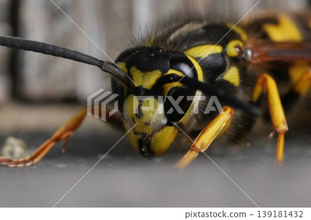Closeup facial closeup on a fresh emerged queen European German wasp , Vespula germanica searching for wood parts to build her nest 139181432