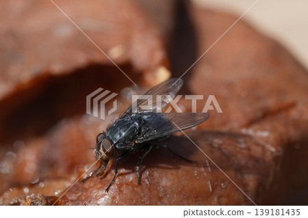 A close-up view of a common fly with delicate wings and compound eyes, resting on a textured brown surface outdoors A close-up view of a common fly with delicate wings and compound eyes, resting on a textured brown surface outdoors 139181435