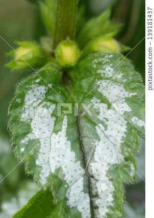 Closeup on a silvery leaf of the yellow weasel-snout or archangel , Lamium galeobdolon in the garden Closeup on a silvery leaf of the yellow weasel-snout or archangel , Lamium galeobdolon in the garden 139181437