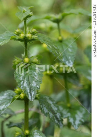 Closeup on a silvery leaf of the yellow weasel-snout or archangel , Lamium galeobdolon in the garden Closeup on a silvery leaf of the yellow weasel-snout or archangel , Lamium galeobdolon in the garden 139181438