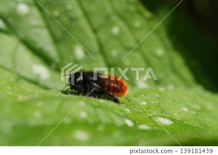 Closeup on a fresh emerged female European horned mason bee, Osmia cornuta on a green leaf Closeup on a fresh emerged female European horned mason bee, Osmia cornuta on a green leaf 139181439