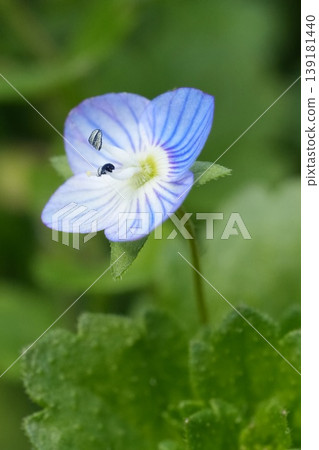 Close up on the small lightblue flower of the common field-speedwell wildlfower , Veronica persica in the garden 139181440