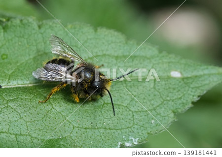 Closeup on a worn male European horned mason bee, Osmia cornuta on a green leaf 139181441