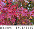Kyoto, Autumn Leaves, Zenrin-ji Temple (Eikan-do) 139181445