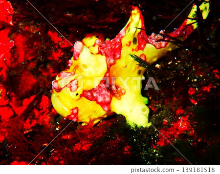 A close-up of a frogfish photographed on Izu Oshima Island. 139181518