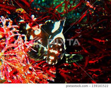 Close-up of a juvenile white-spotted grouper photographed on Izu Oshima Island. Close-up of a juvenile white-spotted grouper photographed on Izu Oshima Island. 139181522