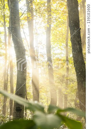 A landscape of rays of light shining through a forest of autumn leaves - Oyama Kagamiga-naru A landscape of rays of light shining through a forest of autumn leaves - Oyama Kagamiga-naru 139181600