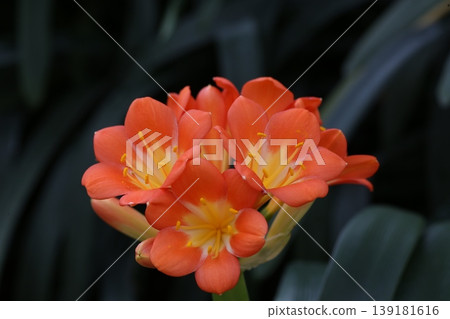 Close-up of the orange flowers of Clivia japonica, a vibrant tropical plant (Part 2) Close-up of the orange flowers of Clivia japonica, a vibrant tropical plant (Part 2) 139181616
