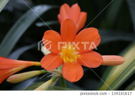 特寫鏡頭下的日本君子蘭（Clivia japonica），充滿活力的熱帶植物 ① 139181617