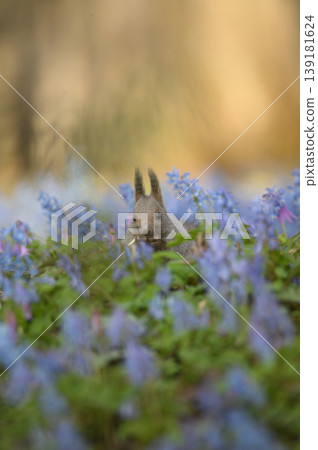 蝦夷松鼠被春花環繞 蝦夷松鼠被春花環繞 139181624