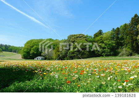 [Background Material] A wide-angle shot of a poppy field and blue sky - an image of spring. 139181628