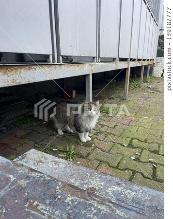 a cat is sitting under a building a cat is sitting under a building 139182777