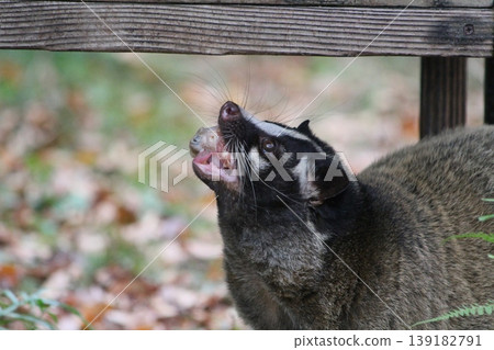 Masked palm civet: A close-up of a wild animal holding prey in its mouth. Wild animals of Japan. Masked palm civet: A close-up of a wild animal holding prey in its mouth. Wild animals of Japan. 139182791