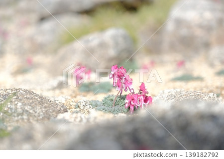 The alpine plant *Dicentra peregrina*, with its pink flowers growing naturally in sandy and gravelly areas, and the scenery of the alpine zone. The alpine plant *Dicentra peregrina*, with its pink flowers growing naturally in sandy and gravelly areas, and the scenery of the alpine zone. 139182792