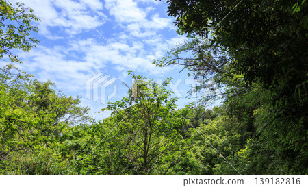 Spring in the Koajiro Forest of the Miura Peninsula Spring in the Koajiro Forest of the Miura Peninsula 139182816