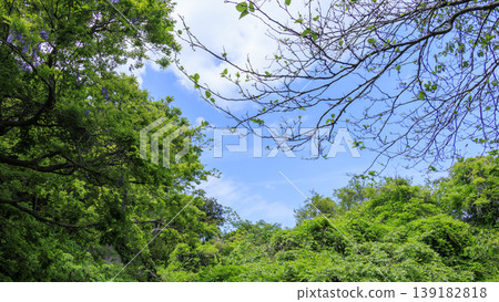 Spring in the Koajiro Forest of the Miura Peninsula Spring in the Koajiro Forest of the Miura Peninsula 139182818